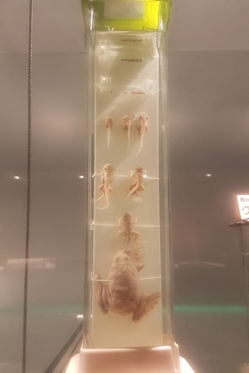 Noc nauk 2017_11 .jpg